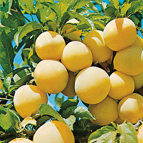 Слива Белоснежка