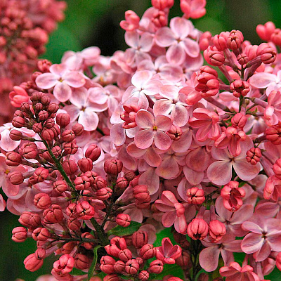 Сирень обыкновенная Мулатка