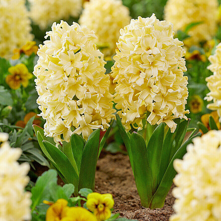 Фото Гиацинт Йеллоу Стоун