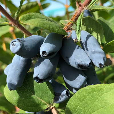 Жимолость Мичуринское диво