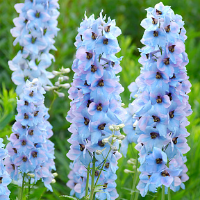 Дельфиниум Моргентау