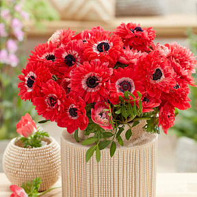 Ветреница (анемона) корончатая Фуллстар Ред