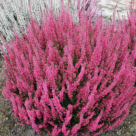 Фото Вереск обыкновенный Афродита