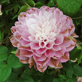 Клематис Дарсинг Смайл