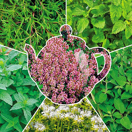 Фото Набор для чая