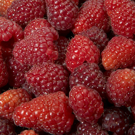 Фото Малина летняя Дельбар Манифик