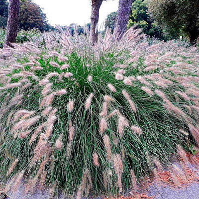 Пеннисетум лисохвостовый