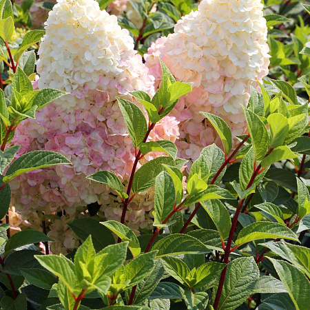 Фото Гортензия метельчатая Силвер Доллар