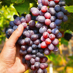 Виноград Кишмиш Юпитер