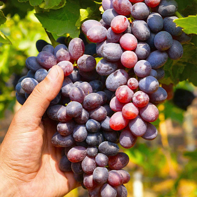 Виноград Кишмиш Юпитер