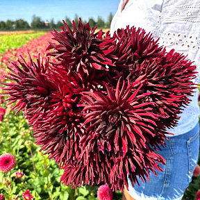 Георгин полукактусовый Блэк Нарцисс