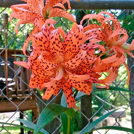 Фото Лилия азиатская махровая Флоре Плено