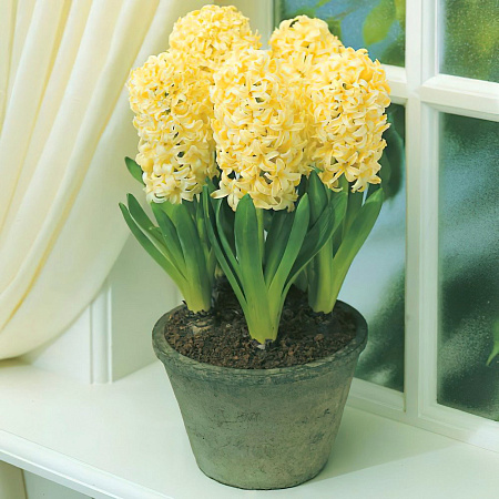 Фото Гиацинт Сити оф Харлем