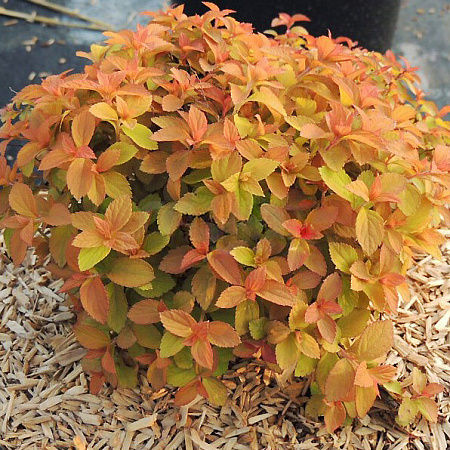 Фото Спирея японская Зен Спирит Карамель