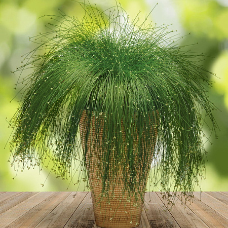 Фото Изолепис Марионетка