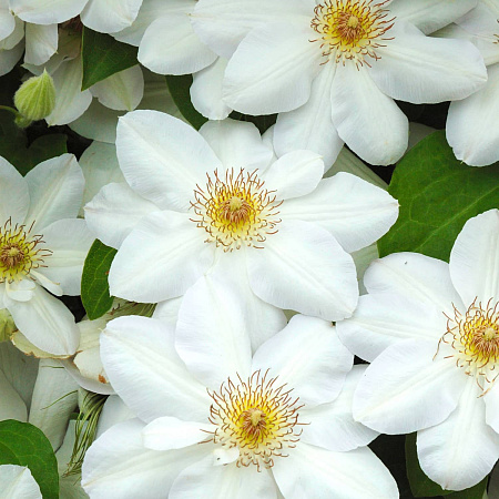 Фото Ель сизая Белая Дэйзи