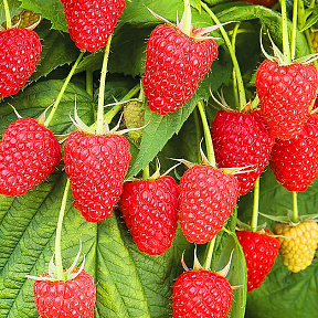 Малина ремонтантная Полана