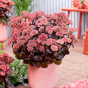 Седум Блэк найт