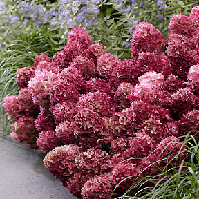 Гортензия метельчатая Литтл Рози