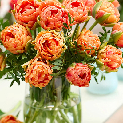 Тюльпан махровый ранний Ориндж Флейвор