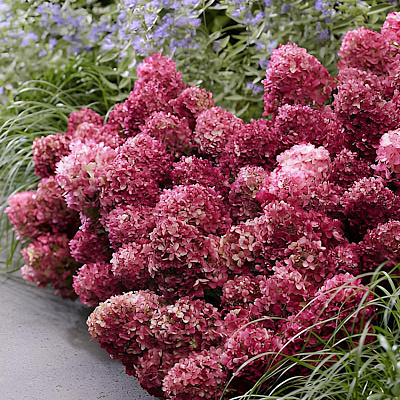 Гортензия метельчатая Литтл Рози