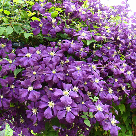 Фото Клематис Этуаль Виолет