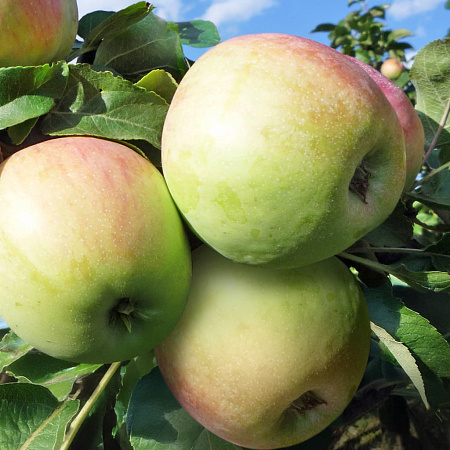 Фото Яблоня колонновидная Восторг