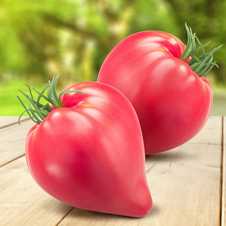 Фото Помидор Котофей