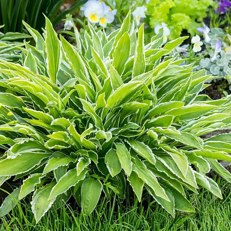 Фото Хоста Сэндхилл Крейн