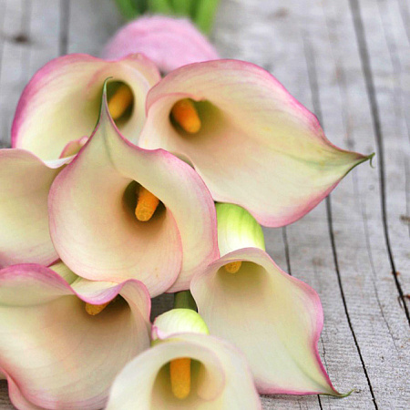 Фото Калла Бразилия