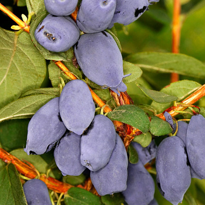 Жимолость Бореал бист