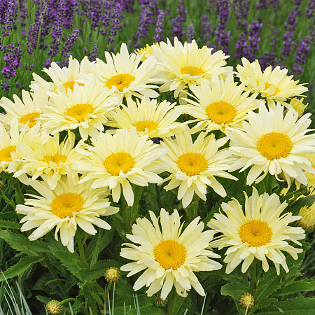 Фото Нивяник наибольший Банана Крим