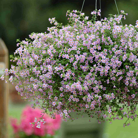 Фото Бакопа Голубой топаз