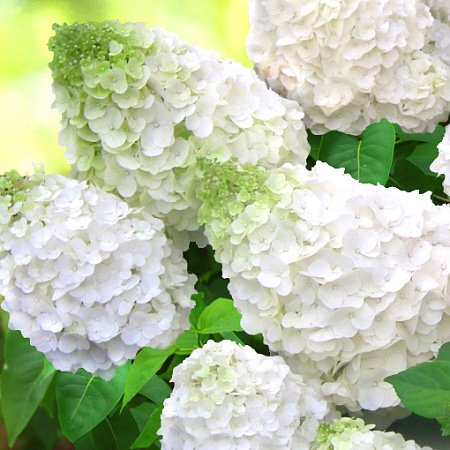 Фото Гортензия метельчатая Мэджикал монблан