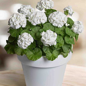 Герань Прекрасные славянки Бланка