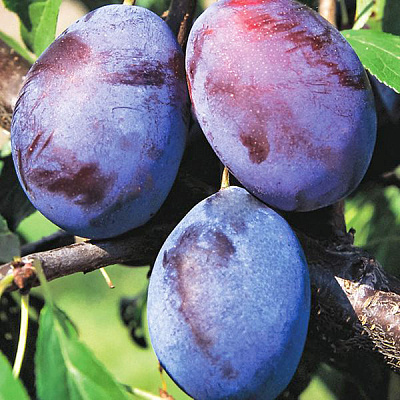 Слива Волошка