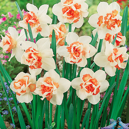 Фото Нарцисс Реплит