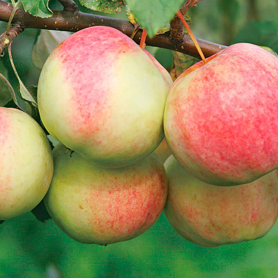 Яблоня Мечтательница