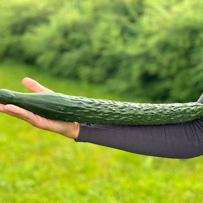 Огурец Гудвин F1