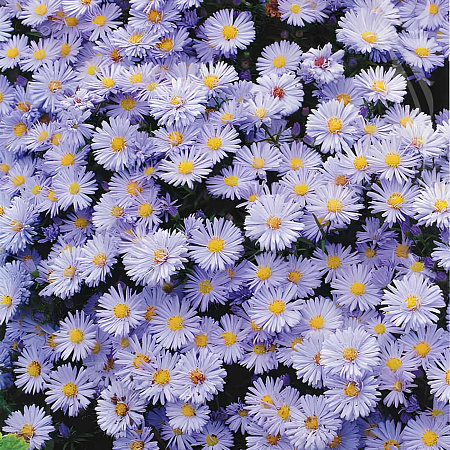 Фото Астра новобельгийская Октоберфест