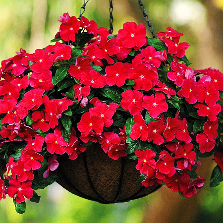 Фото Барвинок Красная винка