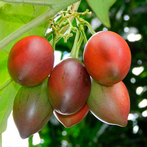 Цифомандра Антарес (томатное дерево)