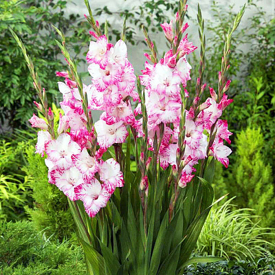 Гладиолус Май Лав