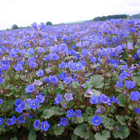 Фото Фацелия Колокольчиковая