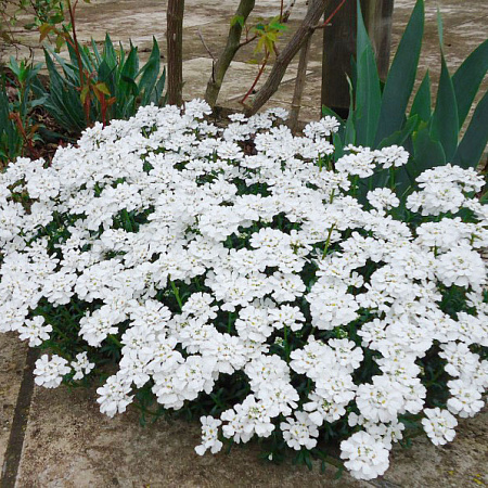 Фото Иберис вечнозеленый Снежинка