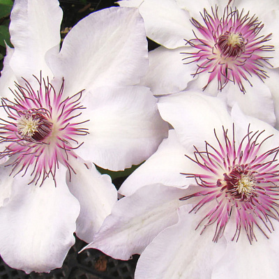 Клематис Фэйр Розамунд