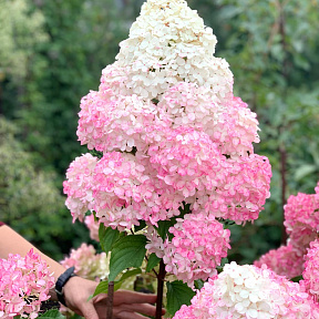 Гортензия метельчатая Фантом