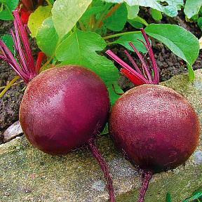 Свёкла Детройт