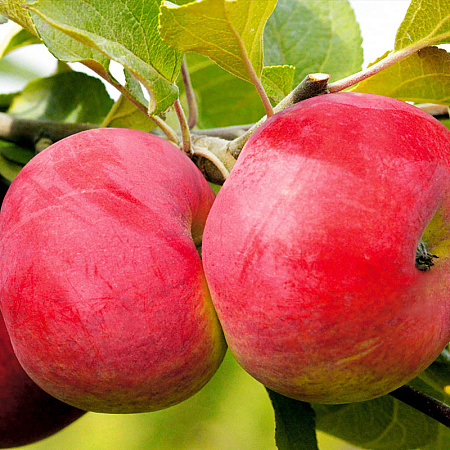 Фото Яблоня Розочка