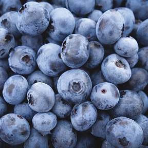 Голубика Пелле